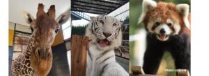 夏休みファミリーおすすめ池田動物園