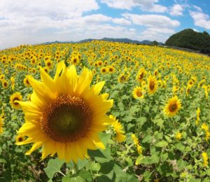 宿泊夏プランSP