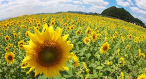 宿泊夏プランSP